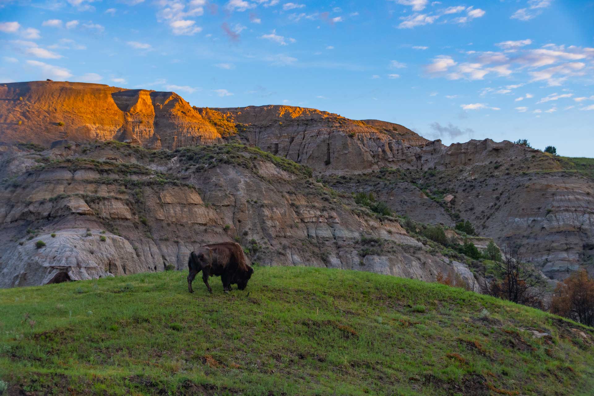 North Dakota mountains with buffalo